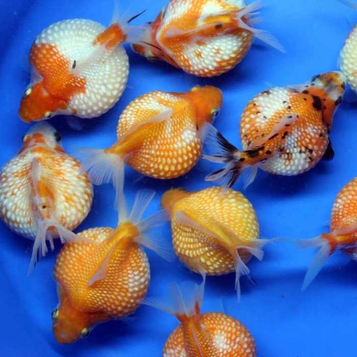 Goldfish - Pearlscale Goldfish (Carassius auratus) 5-6cm - Aquarium Central Goldfish - Pearlscale Goldfish (Carassius auratus) 5-6cm - Aquarium Central